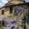 Wisteria blue