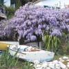 Wisteria blue