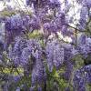 Wisteria blue