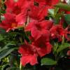 Dipladenia Red