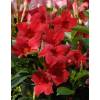 Dipladenia Red