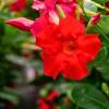Dipladenia Red