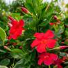 Dipladenia Red