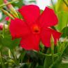 Dipladenia Red