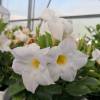 Dipladenia White