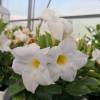 Dipladenia White