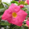 Dipladenia Pink