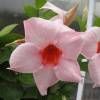 Dipladenia Pink