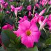 Dipladenia Pink