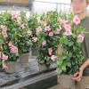 Dipladenia Pink