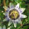 Passion flower, Blue