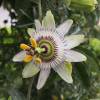 Passion flower, Blue