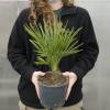 Palm, Dwarf fan