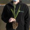 Palm, Dwarf fan