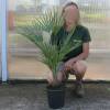 Palm, Dwarf fan