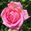 Rose 'Jubilee Celebration'
