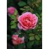 Rose 'Jubilee Celebration'