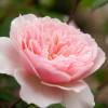 Rose 'Wisley 2008'