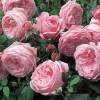 Rose 'Spirit of Freedom'