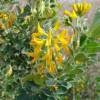 Moon Trefoil