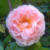 Rose 'Abraham Darby'