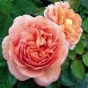 Rose 'Abraham Darby'