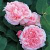 Rose 'St. Swithun'