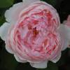 Rose 'St. Swithun'