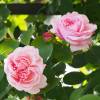 Rose 'St. Swithun'