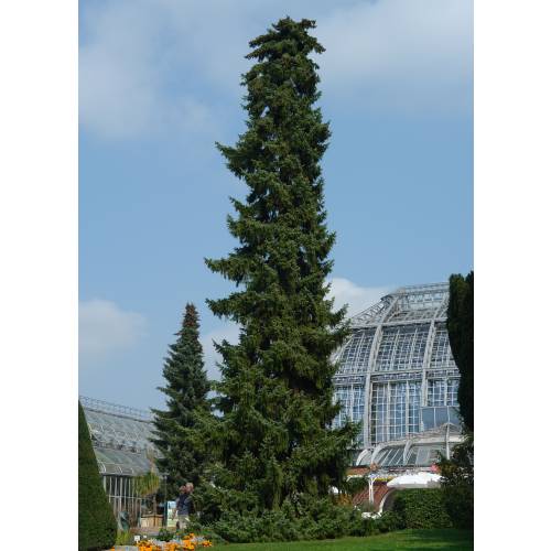 Spruce, Serbian : buy Spruce, Serbian / Picea Omorika