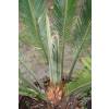 Sago Cycad