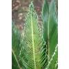 Sago Cycad