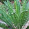 Sago Cycad