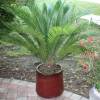 Sago Cycad