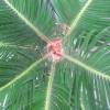 Sago Cycad