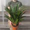 Sago Cycad