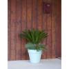 Sago Cycad