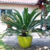 Sago Cycad