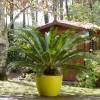 Sago Cycad