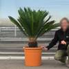 Sago Cycad