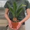 Sago Cycad