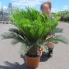 Sago Cycad