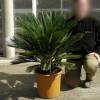 Sago Cycad