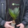 Sago Cycad