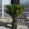 Sago Cycad