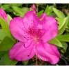 Azalea 'Blue Danube'