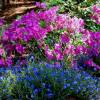 Azalea 'Blue Danube'