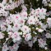 Azalea White