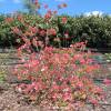 Azalea Mollis 'Jolie Madame'