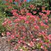 Azalea Mollis 'Jolie Madame'